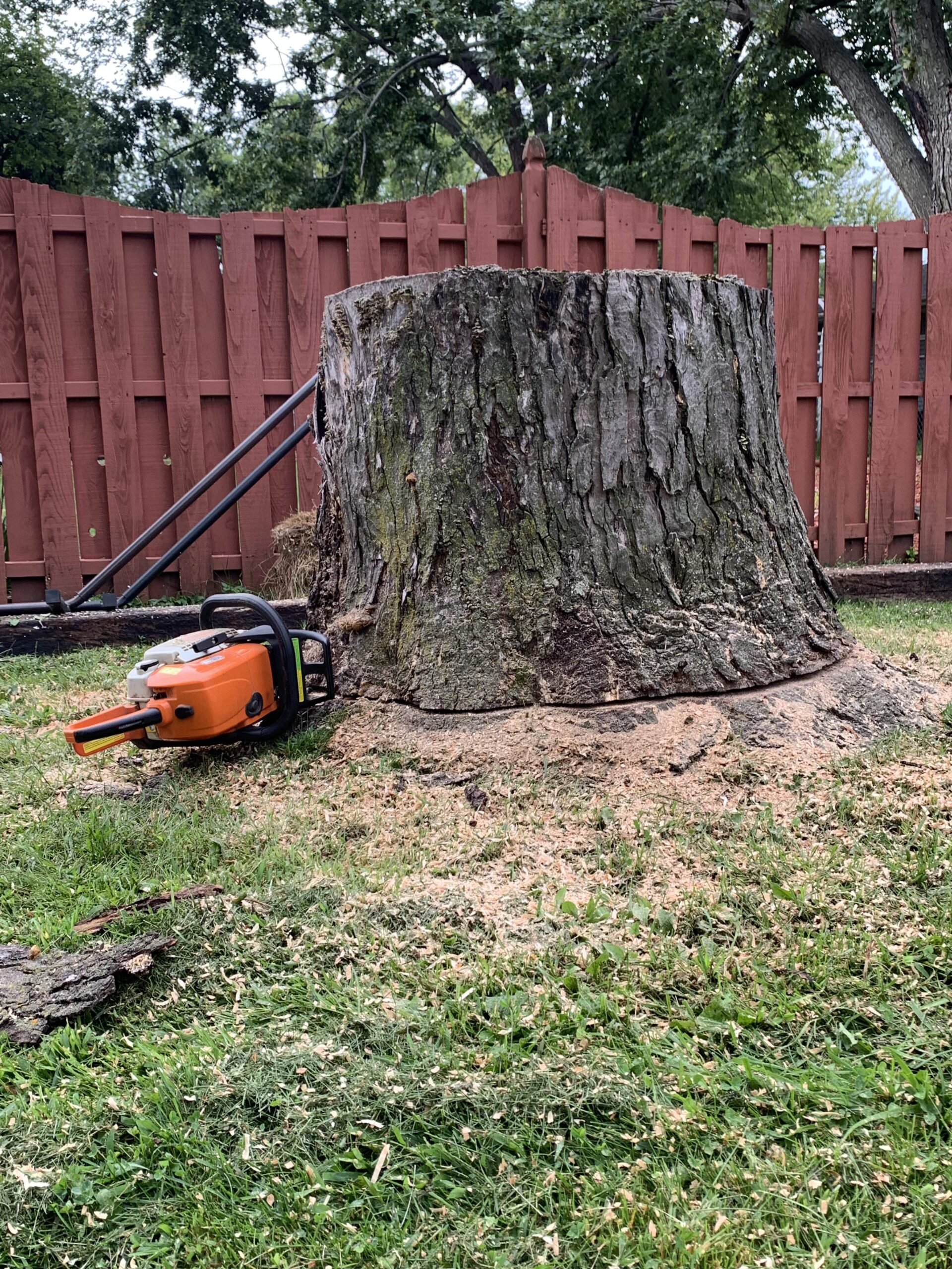 large tree stump in yard - stump remover