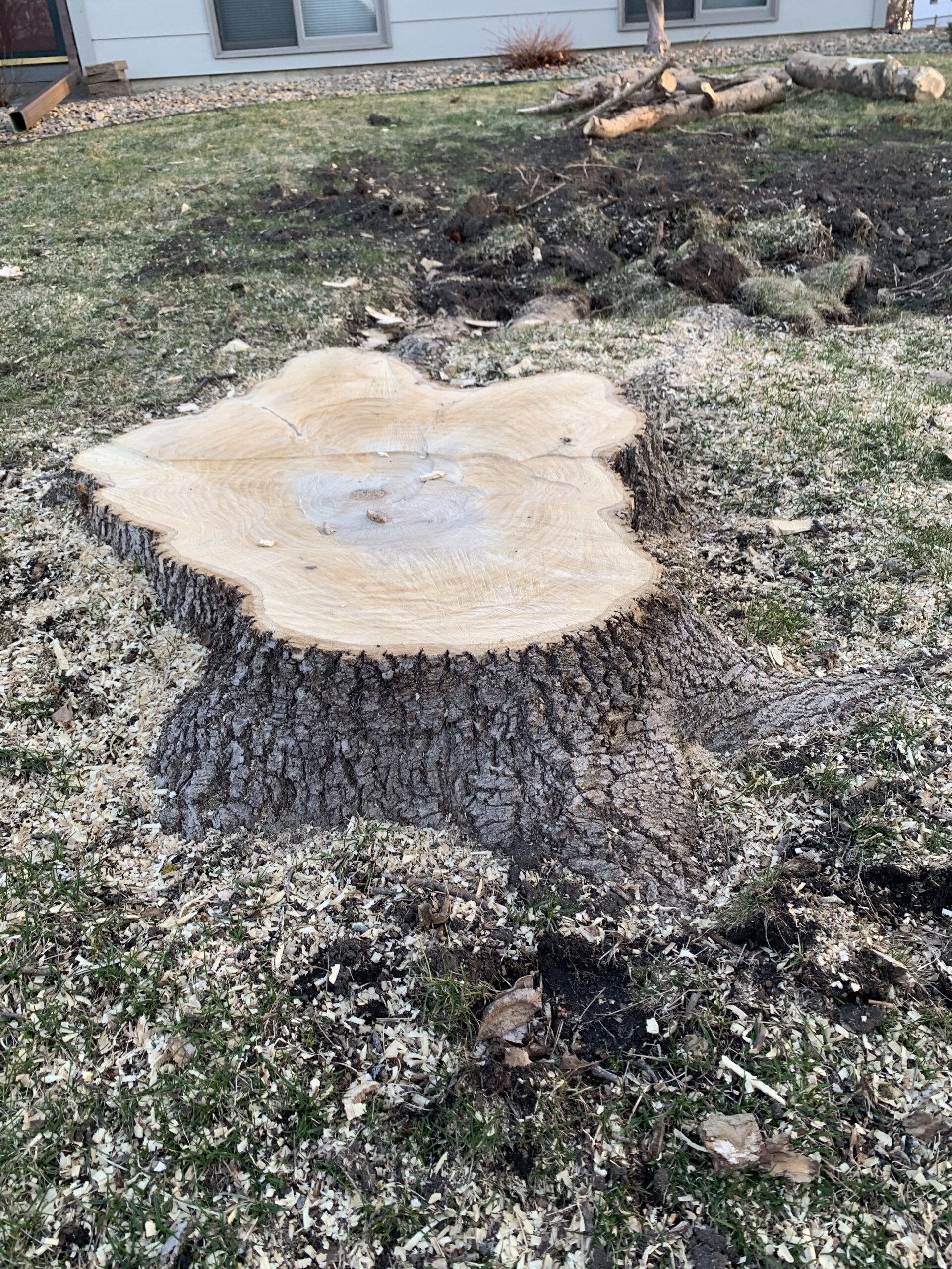 large tree stump surrounded by wood shavings - stump grinder prices