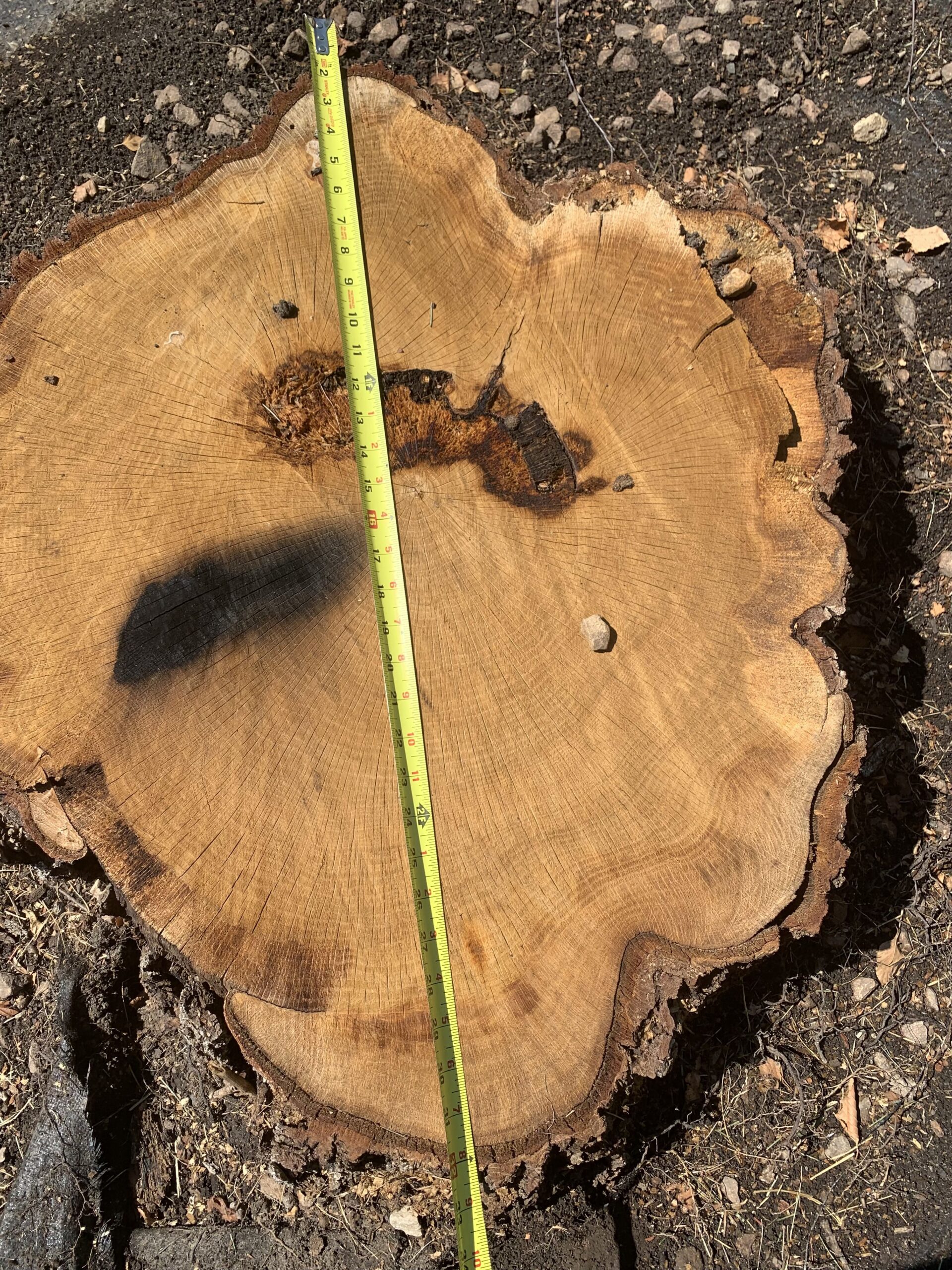 measuring tape measuring a tree stump - tree stump removal near me