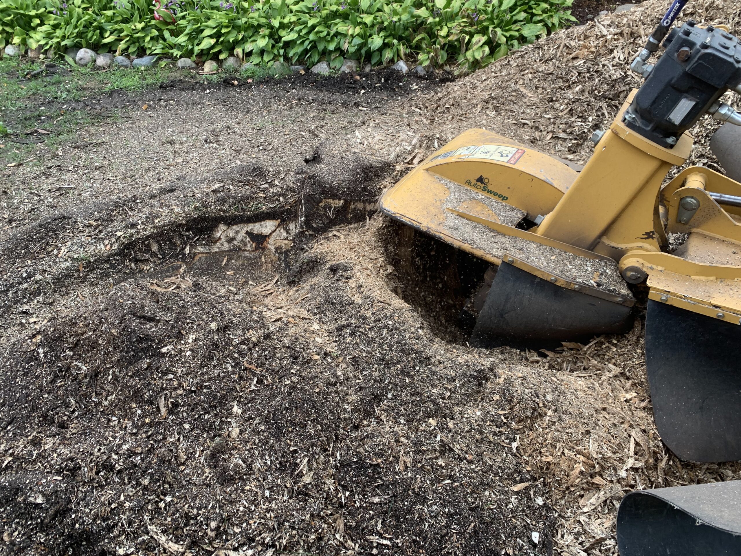 large yellow machine grinding down a stump - tree root removal